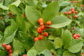 Hong Kong Kumquat Plant | 8-12 Inches | Fortunella hindsii | Live Citrus Tree for Container & Garden