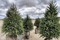 Norway Spruce Trees 2–3 ft Tall, Evergreen Conifer Picea abies for Landscaping, Windbreaks & Borders