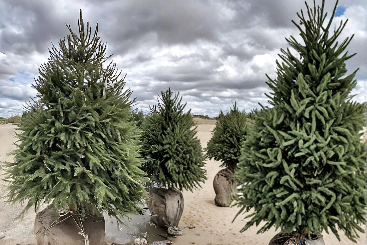Norway Spruce Trees 2–3 ft Tall, Evergreen Conifer Picea abies for Landscaping, Windbreaks & Borders