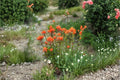 Castilleja Miniata Giant Red Indian Paintbrush Seeds – 300 Native Mountain Wildflower Seeds, Perennial, Bright Scarlet Bracts, Pollinator Friendly