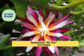 Epiphyllum Ric Rac Cactus Cutting 5–9 Inches, Fishbone Zig Zag Trailing Houseplant, Easy to Root Epiphyllum anguliger