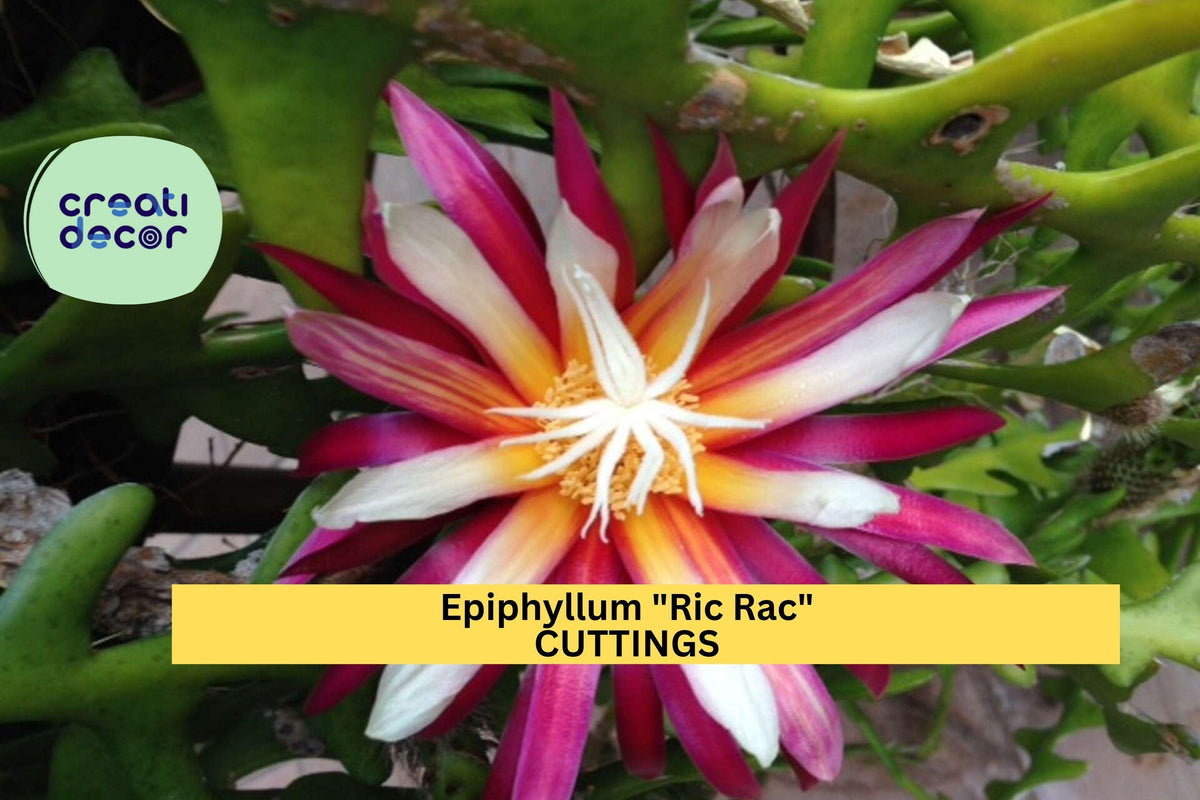 Epiphyllum Ric Rac Cactus Cutting 5–9 Inches, Fishbone Zig Zag Trailing Houseplant, Easy to Root Epiphyllum anguliger