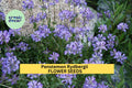 3pcs Penstemon rydbergii Seeds – Native Wildflower for Pollinator Gardens, Meadows, Rocky Landscapes, Drought-Tolerant Perennial