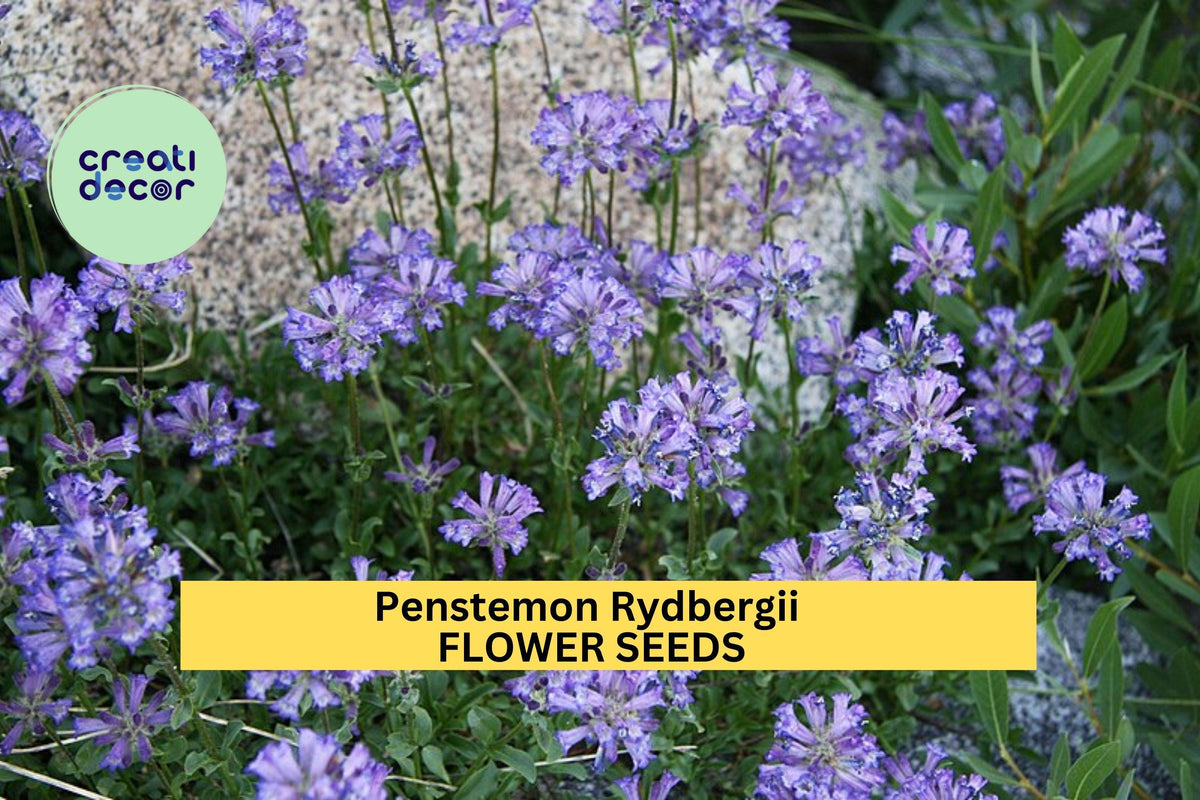 3pcs Penstemon rydbergii Seeds – Native Wildflower for Pollinator Gardens, Meadows, Rocky Landscapes, Drought-Tolerant Perennial