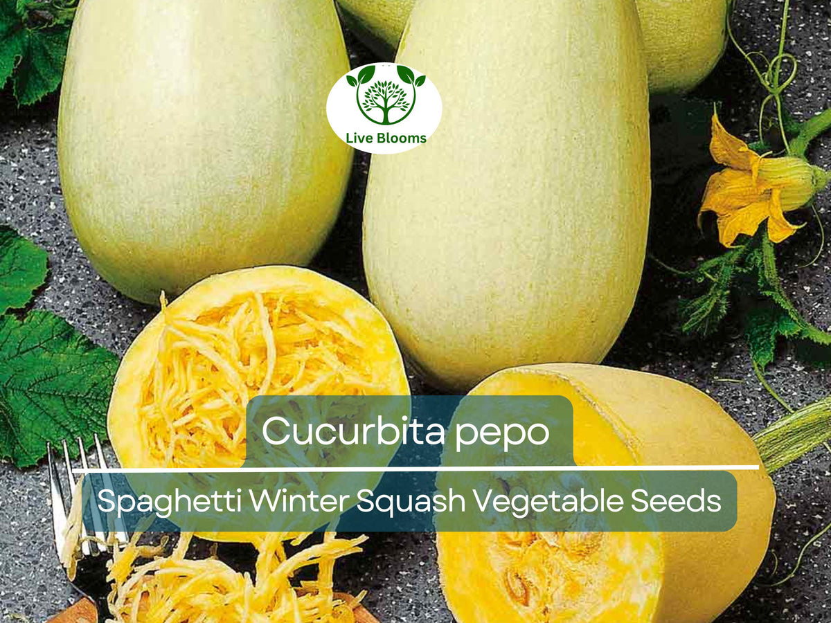 1000 mg Spaghetti Winter Squash Seeds - Cucurbita pepo Heirloom Vegetable for Gardening, Healthy Pasta Alternative