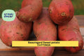 Beauregard Sweet Potato Slips 10 Rooted Organic Pesticide-Free High-Yield Orange Flesh Ipomoea batatas
