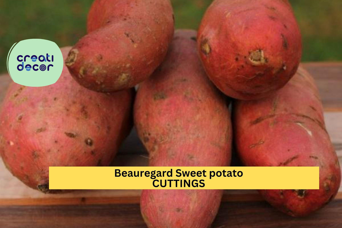 Beauregard Sweet Potato Slips 10 Rooted Organic Pesticide-Free High-Yield Orange Flesh Ipomoea batatas