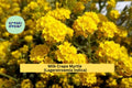 Milk Crape Myrtle Cuttings – Lagerstroemia indica – Unrooted Starter Propagation Set for Summer Garden Blooms