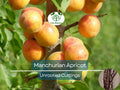 6 Manchurian Apricot Unrooted Hardwood Cuttings, Organic Grafting Scion Wood for Fruit Tree Propagation, Prunus armeniaca