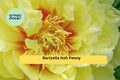 Bartzella Itoh Peony Bare Root 3–5 Eyes Yellow Perennial Flower Plant for Garden Borders & Cut Flowers