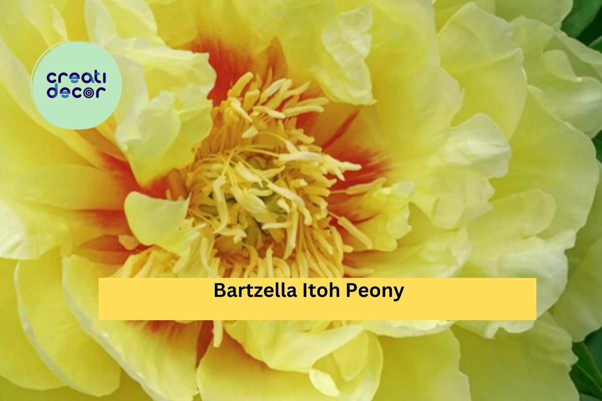 Bartzella Itoh Peony Bare Root 3–5 Eyes Yellow Perennial Flower Plant for Garden Borders & Cut Flowers