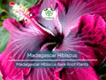 Madagascar Hibiscus Bare Root Plant – Hibiscus moscheutos – Hardy Perennial with Large Pink, Red, or White Blooms