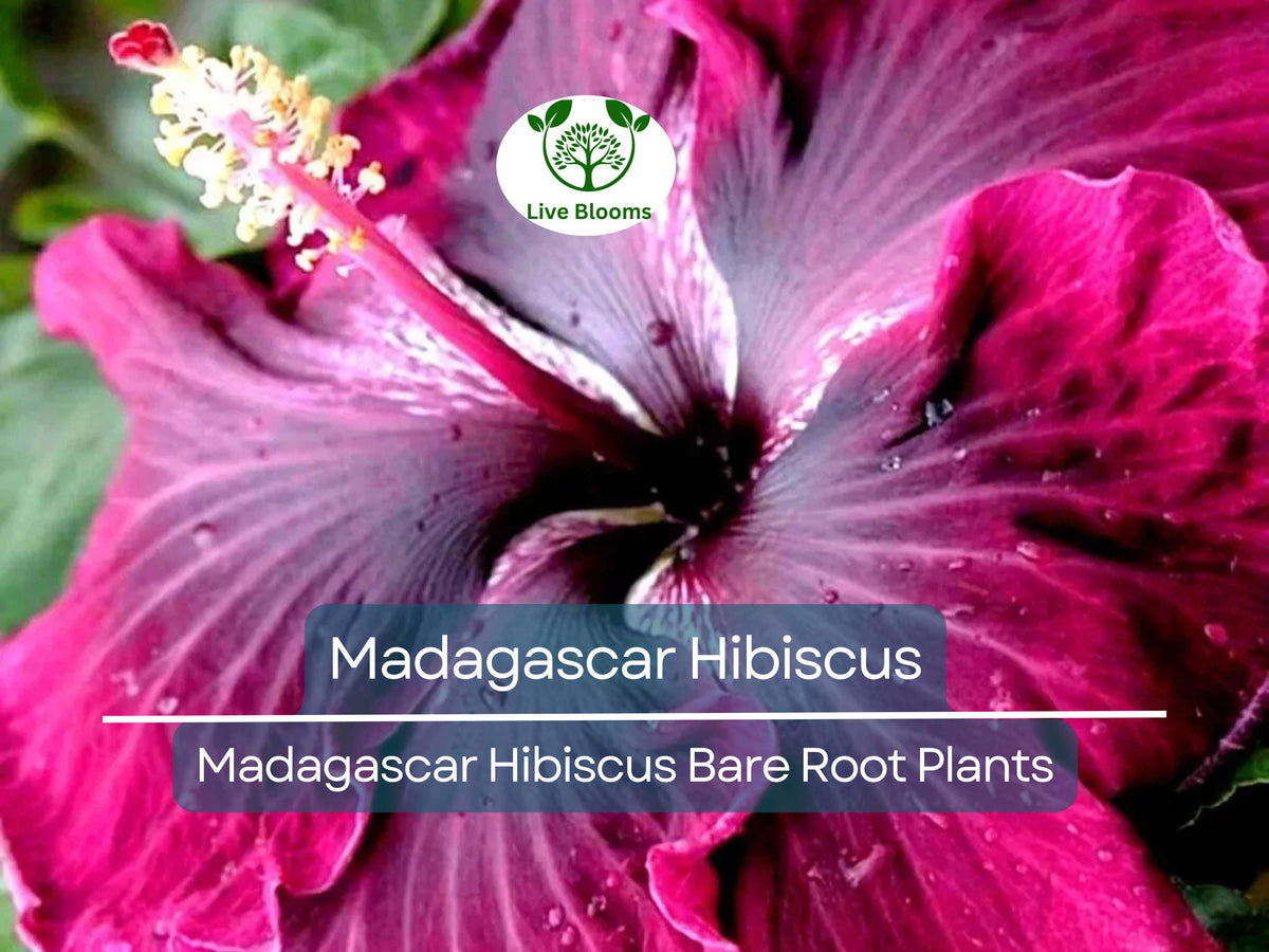 Madagascar Hibiscus Bare Root Plant – Hibiscus moscheutos – Hardy Perennial with Large Pink, Red, or White Blooms