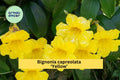 Yellow Crossvine Live Rooted Starter Plant – Bignonia capreolata ‘Yellow’ – Hardy Flowering Vine Attracts Butterflies