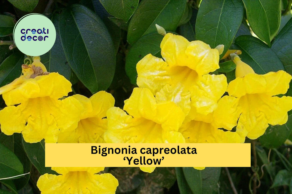 Yellow Crossvine Live Rooted Starter Plant – Bignonia capreolata ‘Yellow’ – Hardy Flowering Vine Attracts Butterflies