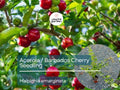 Acerola Starter Plant Seedling – Malpighia emarginata – Tropical Fruit Tree with Bright Red Cherries for Garden, Orchard
