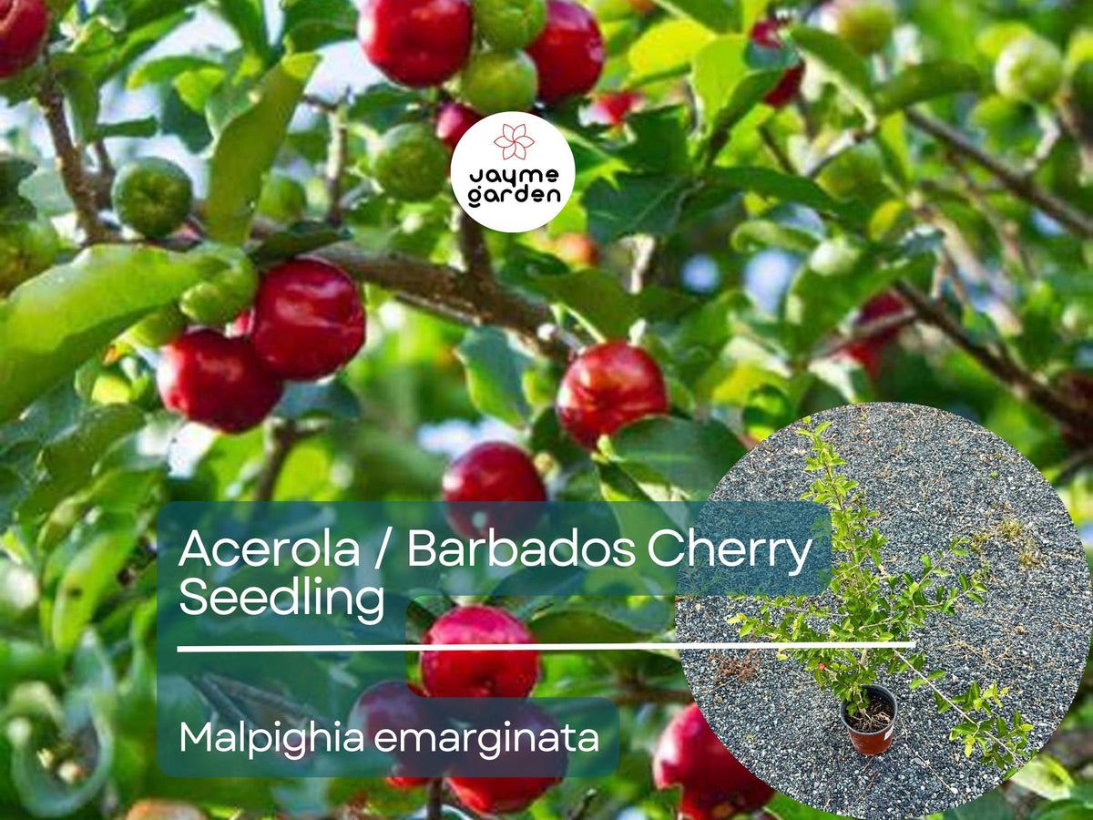 Acerola Starter Plant Seedling – Malpighia emarginata – Tropical Fruit Tree with Bright Red Cherries for Garden, Orchard