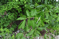Boxelder Maple Seeds – Acer negundo Native Deciduous Tree for Landscaping & Wildlife | Fast-Growing, Hardy Shade Tree