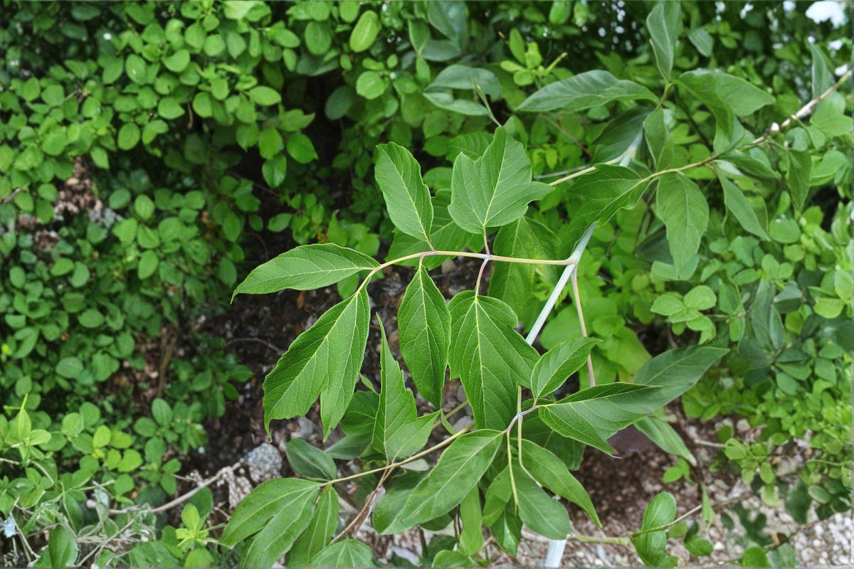 Boxelder Maple Seeds – Acer negundo Native Deciduous Tree for Landscaping & Wildlife | Fast-Growing, Hardy Shade Tree