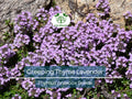 1000 Seeds Creeping Thyme Lavender Groundcover - Perennial, Drought-Tolerant, Non-GMO Thymus praecox for Pathways & Borders