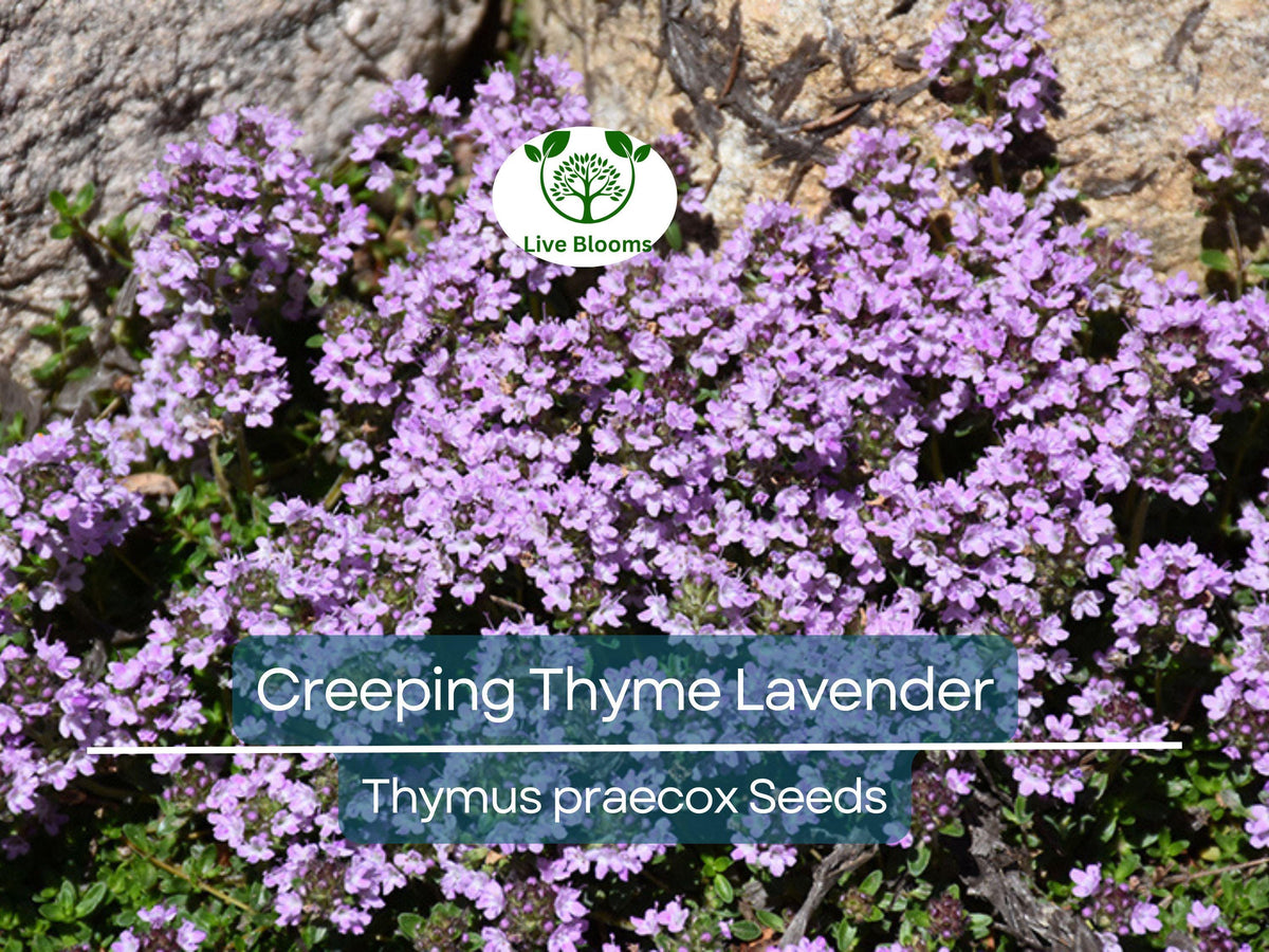 1000 Seeds Creeping Thyme Lavender Groundcover - Perennial, Drought-Tolerant, Non-GMO Thymus praecox for Pathways & Borders