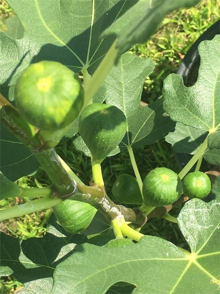 White Adriatic Fig Cuttings - Unrooted 6-8" Ficus carica Heirloom Fruit Tree for Edible Garden