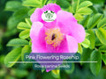 35 Rosa Canina Seeds - Pink Flowering Rosehip Bush for Garden, Edible Rose Hips, Hardy Perennial, Fragrant, Wild Landscape Plant