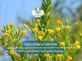 Primrose Evening Seeds – Oenothera biennis Wildflower, Night-Blooming, Hardy Perennial, Pollinator Attractant, Drought-Tolerant
