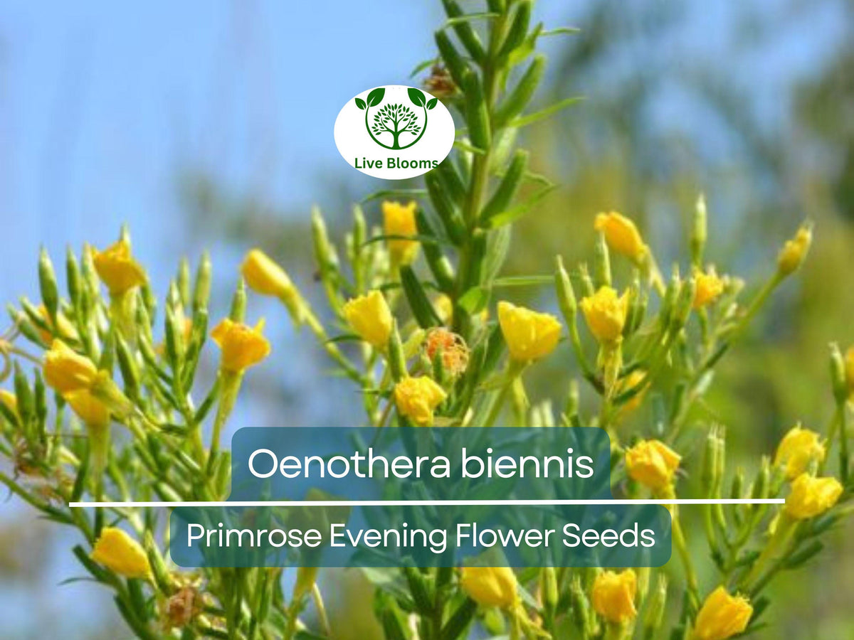 Primrose Evening Seeds – Oenothera biennis Wildflower, Night-Blooming, Hardy Perennial, Pollinator Attractant, Drought-Tolerant