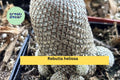 Rebutia heliosa Live Cactus 2" Pot Miniature Succulent with Orange Blooms, Clumping Indoor Cactus, Easy Care Plant