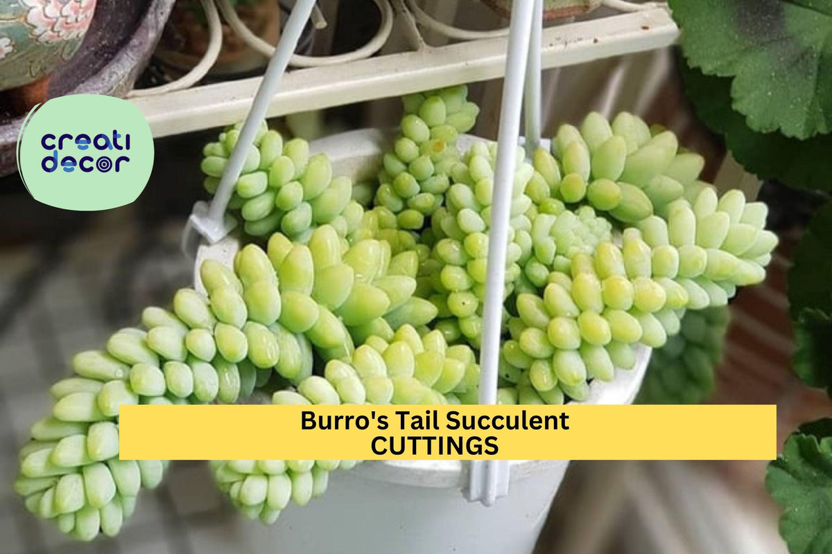 Unrooted Burro’s Tail Succulent Cuttings – Sedum morganianum, Trailing Green Fleshy Leaves, Easy to Propagate