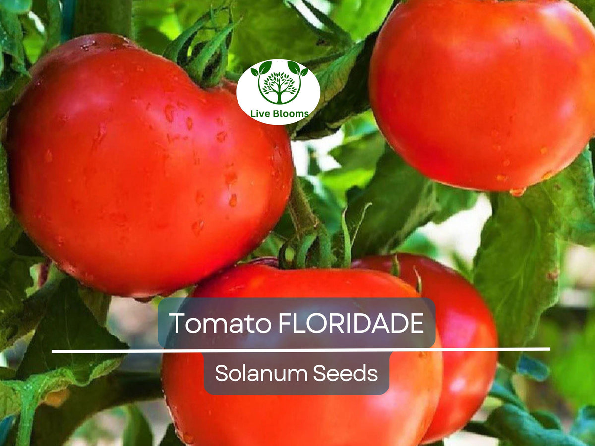100 Floridade Tomato Seeds – Heirloom, Heat-Tolerant, Determinate, Slicing Tomato, Lycopersicon esculentum, Non-GMO