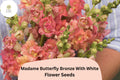 Antirrhinum majus Madame Butterfly Bronze White Snapdragon Seeds – Ruffled Double-Petaled Flowers for Garden & Cut Flowers