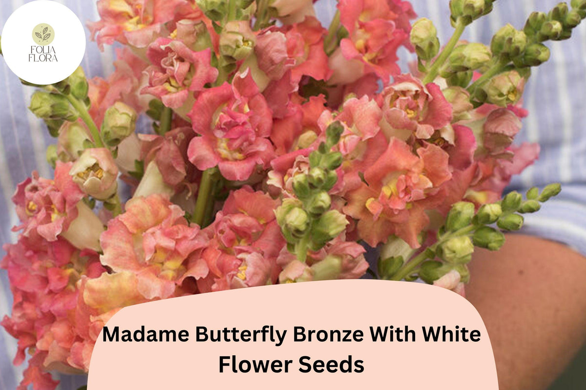 Antirrhinum majus Madame Butterfly Bronze White Snapdragon Seeds – Ruffled Double-Petaled Flowers for Garden & Cut Flowers