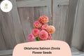 Oklahoma Salmon Zinnia Seeds – Soft Pink-Orange Double Blooms for Cut Flowers & Summer Gardens – Zinnia elegans