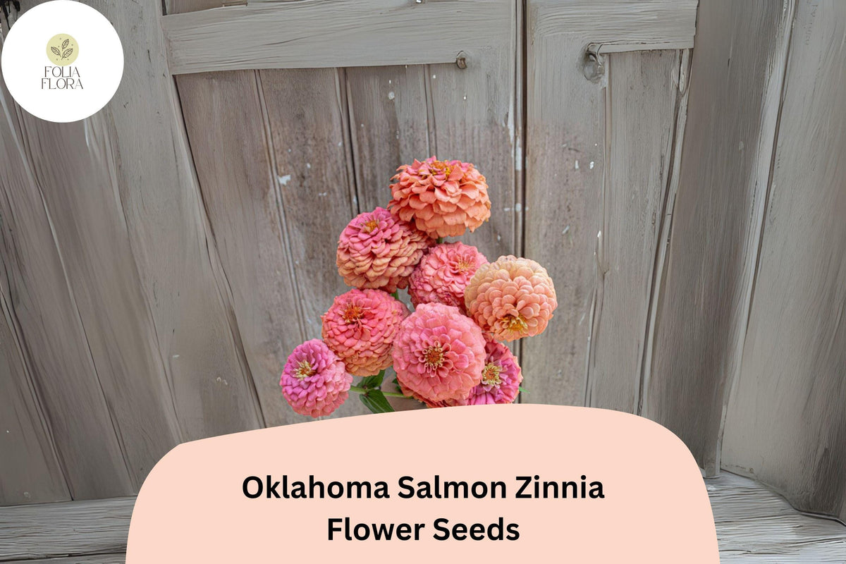 Oklahoma Salmon Zinnia Seeds – Soft Pink-Orange Double Blooms for Cut Flowers & Summer Gardens – Zinnia elegans