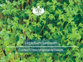800 Seeds Curled Cress Pepper Cress Garden Cress Heirloom Lepidium sativum for Microgreens & Fresh Greens