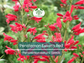 200 Penstemon Eaton's Red Seeds | Hummingbird Perennial Beardtongue | Vibrant Red Flowers, Pollinator-Friendly, Non-GMO