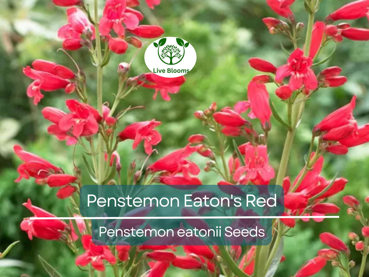 200 Penstemon Eaton's Red Seeds | Hummingbird Perennial Beardtongue | Vibrant Red Flowers, Pollinator-Friendly, Non-GMO