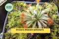 Drosera dilatato-petiolaris Live Carnivorous Sundew Plant | Rare Tropical Australian Perennial