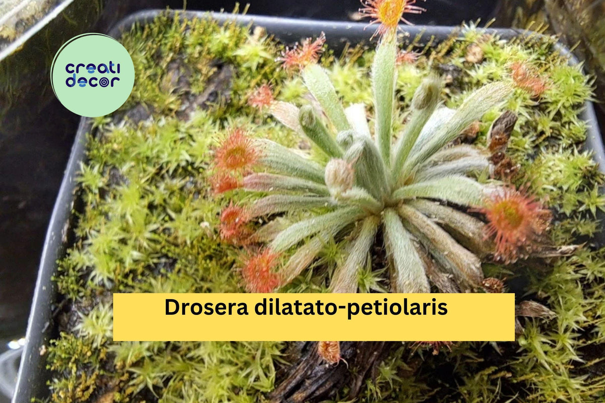 Drosera dilatato-petiolaris Live Carnivorous Sundew Plant | Rare Tropical Australian Perennial