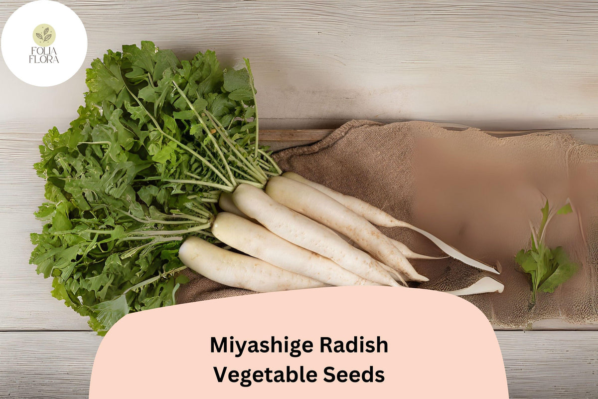 500+ Miyashige Radish Seeds – Japanese Daikon Heirloom Raphanus sativus, White Roots, Cool-Season Garden Planting