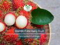 Unrooted Rambutan Cuttings 5-6" for Grafting Nephelium lappaceum Tropical Fruit Tree Propagation