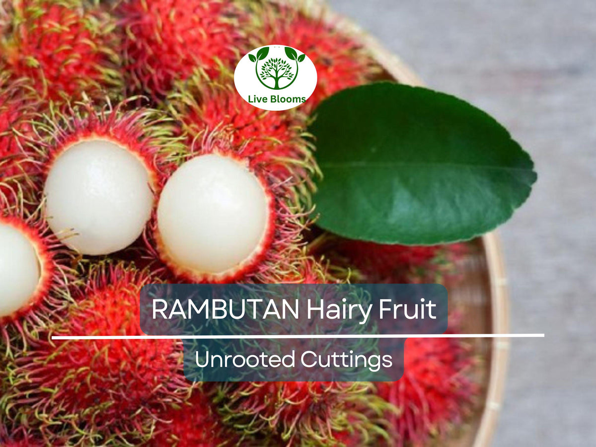 Unrooted Rambutan Cuttings 5-6" for Grafting Nephelium lappaceum Tropical Fruit Tree Propagation