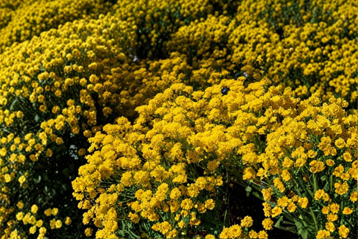 Basket of Gold Seeds, Alyssum saxatile, Hardy Perennial, Yellow Rock Garden Flower, Low Growing, Spring Bloom, USDA Zones 3-7