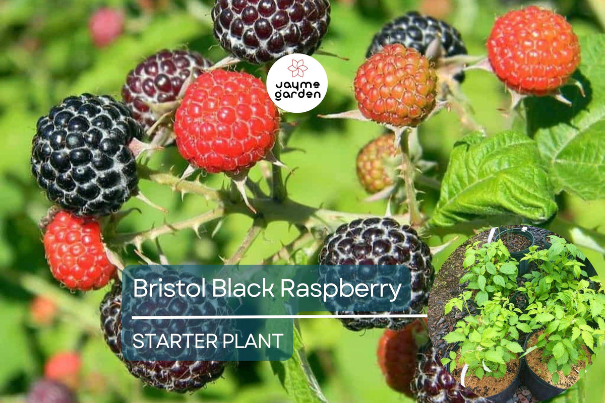 Live Raspberry Bush Starter Plant – High-Yield, Self-Fertile, Juicy Red Raspberries, Fruit-Bearing Shrub for Home Gardens