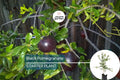 Black Pomegranate Tree Live Plant – 1-2 ft Tropical Fruit Tree with Edible, Antioxidant-Rich Fruit, Easy Care, Garden & Container Growth