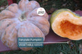 Fairytale Pumpkin Seeds – Heirloom Non-GMO, Large 15 lb Cucurbita moschata, Deep Ribbing, Sweet Flavor, Garden & Fall Decor Seeds