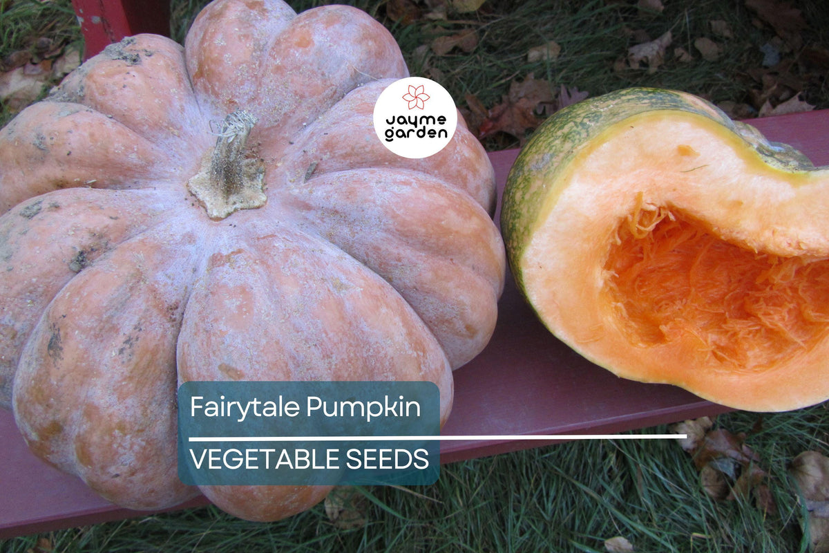 Fairytale Pumpkin Seeds – Heirloom Non-GMO, Large 15 lb Cucurbita moschata, Deep Ribbing, Sweet Flavor, Garden & Fall Decor Seeds