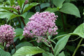 Eutrochium fistulosum Hollow Joe-Pye Weed Seeds – Native Perennial Pollinator Plant for Wetlands & Gardens